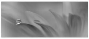 Slika - Kap na cvijetu, crno-bijela (120x50 cm)