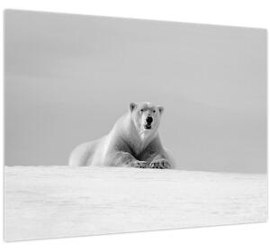 Slika - polarni medvjed (70x50 cm)