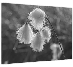 Slika - Cottongrass (70x50 cm)