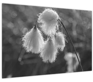 Slika - Cottongrass (90x60 cm)