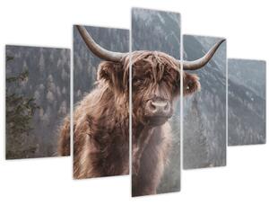 Slika - Highlander krava (150x105 cm)