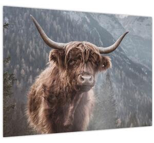 Slika - Highlander krava (70x50 cm)