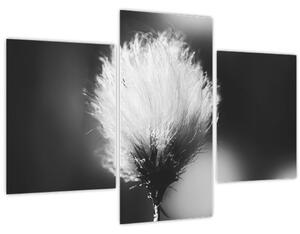 Slika - Crno-bijela pamučna trava (90x60 cm)