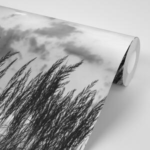 Fototapeta trava u crno-bijelom dizajnu