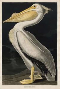 Reprodukcija American White Pelican, 1836, John James (after) Audubon