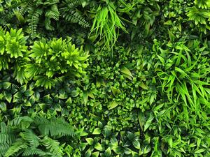 Zeleni zid Lugano 100cm x 100cm