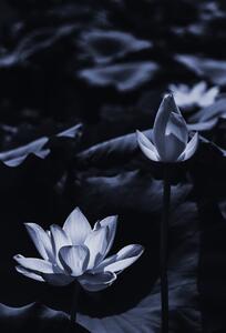Umjetnička fotografija Midsummer lotus, Sunao Isotani, (26.7 x 40 cm)