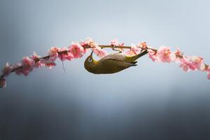 Umjetnička fotografija Spring is coming, Vu van quan, (40 x 26.7 cm)