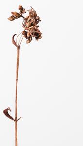 Umjetnička fotografija Dried brown plant 2, Studio Collection, (26.7 x 40 cm)