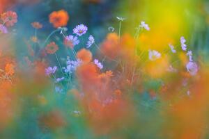 Umjetnička fotografija The Colorful Garden, Junko Torikai, (40 x 26.7 cm)