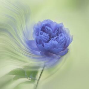 Umjetnička fotografija Blue rose, Judy Tseng, (40 x 40 cm)