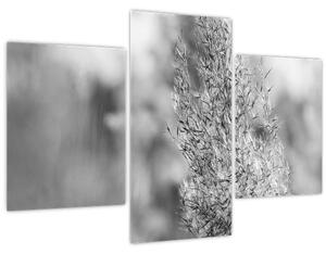 Slika - Boho pampas trava (90x60 cm)