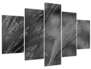 Slika - Osušena pampas trava (150x105 cm)