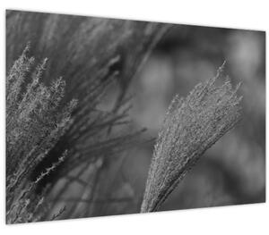 Slika - Osušena pampas trava (90x60 cm)