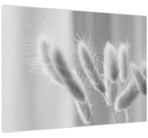 Staklena slika - Zečji rep trava (70x50 cm)