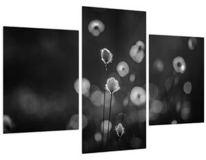 Slika - Cottongras na livadi (90x60 cm)
