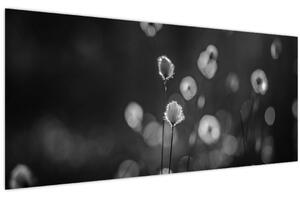 Slika - Cottongras na livadi (120x50 cm)