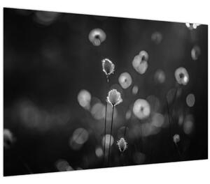 Slika - Cottongras na livadi (90x60 cm)