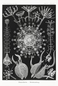 Reprodukcija Phaeodaria–Rohrstrahlinge (1904), Ernst Haeckel