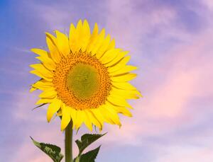 Fotografija Sunflower flower in spring against the, Jose A. Bernat Bacete