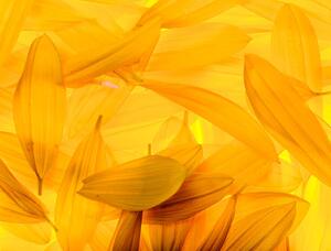 Fotografija Sunflower petals, vkbhat