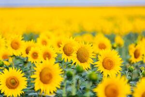 Fotografija Sunflower field, Alexander Spatari