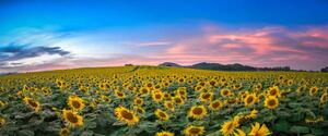 Fotografija Sunflower field at sunset, Sarrote Sakwong