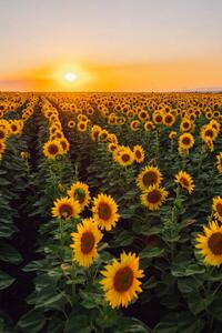 Fotografija Sunflower field, Olga Rolenko