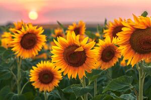 Fotografija Sunset Flowers, Evgeni Dinev Photography