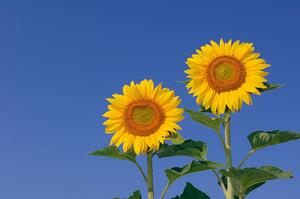 Fotografija Two sunflowers against clear blue, Martin Ruegner