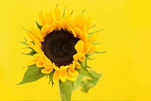 Fotografija Sunflower, Dizzy