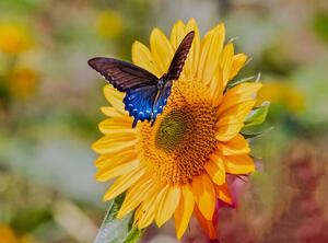 Fotografija Swallowtail on Sunflower, Dennis Govoni