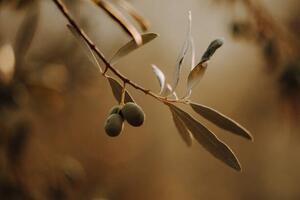 Fotografija Olivenbäume Olivenplantage in der Toscana Italien, Tabitha Arn