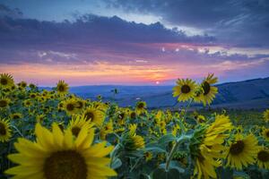Fotografija Beautiful landscape with sunflowers, Guido Cozzi/Atlantide Phototravel