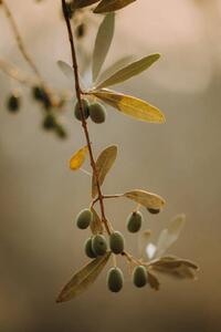 Fotografija Olivenbäume Olivenplantage in der Toscana Italien, Tabitha Arn