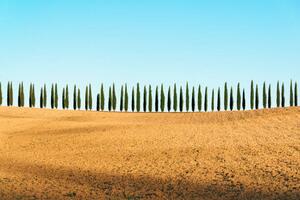 Fotografija Tuscany landscape of cypresses trees, Val, joci03