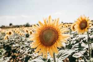 Fotografija sunflowers in Italy, Carol Yepes
