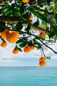 Ilustracija Amalfi Coast Oranges, Bethany Young