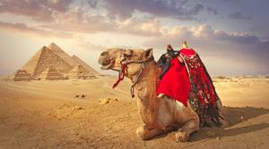 Fotografija Camel and the pyramids in Giza, narvikk