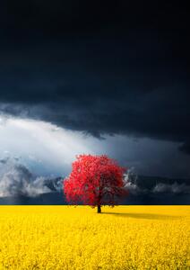 Fotografija Red tree, Bess Hamiti