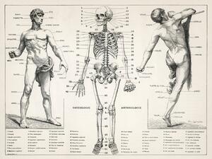 Ilustracija Antique Illustration of the Human Body & Skeleton (Biology), (40 x 30 cm)
