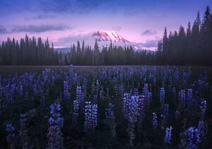 Fotografija Adam's Lupine, Atanu Bandyopadhyay