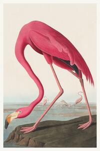 Reprodukcija The Pink Flamingo (Birds) - John James Audubon