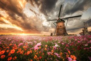 Fotografija Magnificent flower world, Daiki Suzuki