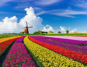 Fotografija Tulips and Windmills, JacobH