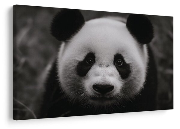 Slika slatka panda u prirodi