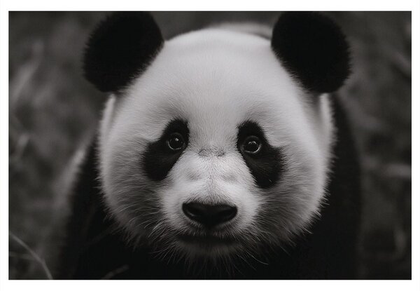 Slika slatka panda u prirodi