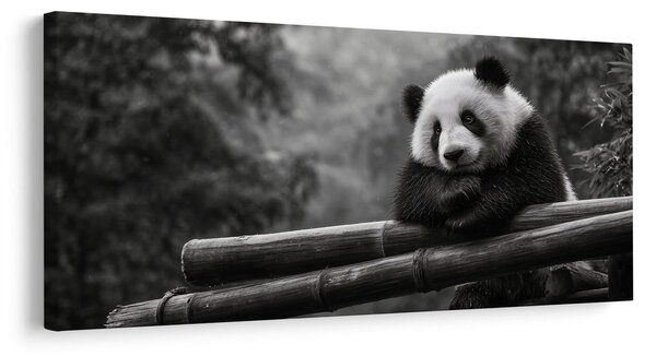 Slika mirna panda u prirodi