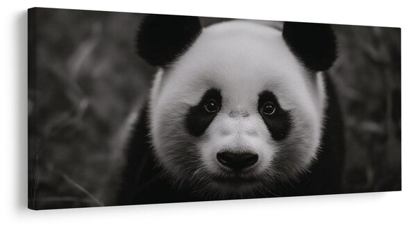 Slika crno-bijela panda s osmijehom