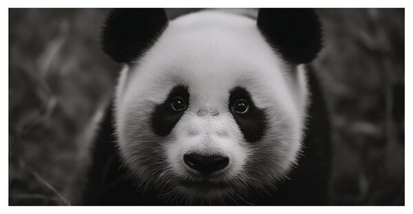 Slika crno-bijela panda s osmijehom